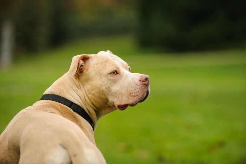 pit bull