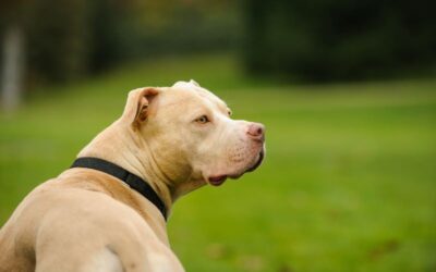 Can You Still File a Dog Bite Claim If You Knew the Dog’s Owner?