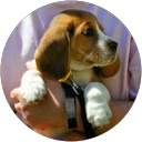 Priscilla Harrell profile picture